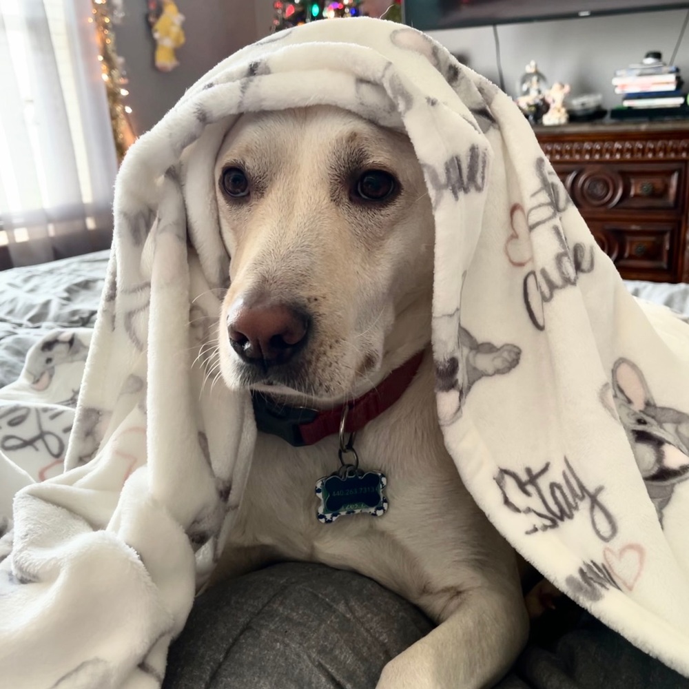 Meet your Posher, Holly